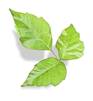 Poison ivy leaves